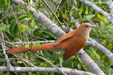 Squirrel Cuckoo Joe Fuhrman Photography