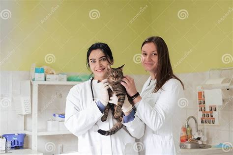 Veterinary Team For Treating Sick Cats Maintain Animal Health Concept