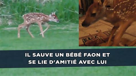 Il Sauve Un Bébé Faon Et Se Lie Damitié Avec Lui Vidéo Dailymotion