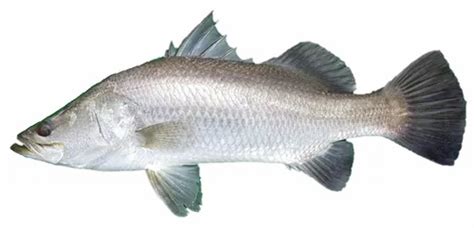 Sea Bass Wholesaler And Wholesale Dealers In India