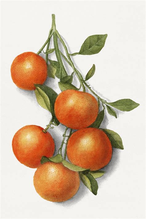 Calamansi Images Free Photos Png Stickers Wallpapers And Backgrounds