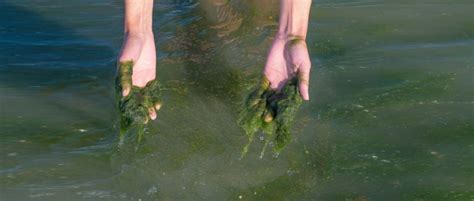 How to Remove Algae from Pond? (5 Steps & FAQs) - Fishtank Expert