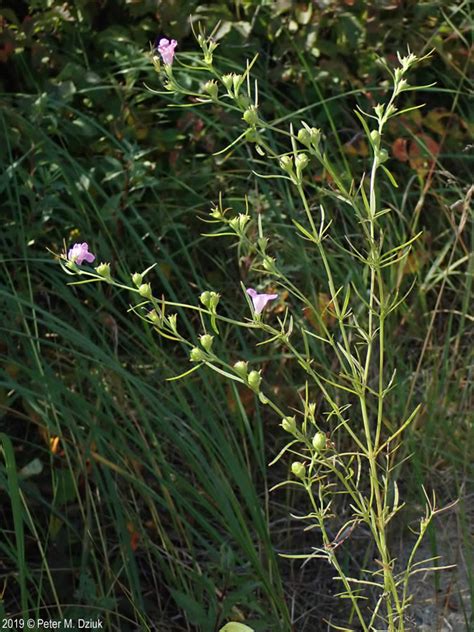 Agalinis Paupercula Small Flower False Foxglove Minnesota Wildflowers