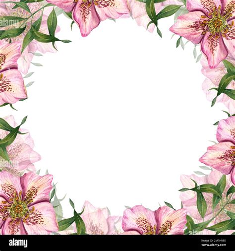 Square Floral Frame With Watercolor Hellebores Isolated On White