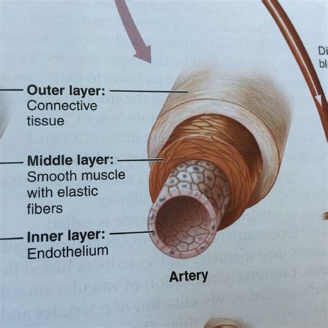 Structure And Function Of Blood Vessels Flashcards Quizlet