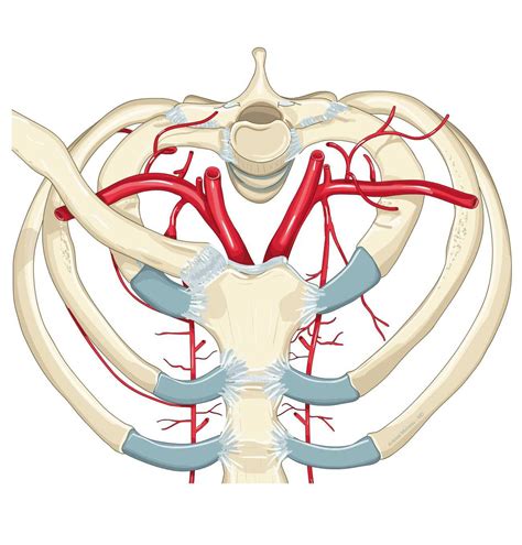 Tętnica podobojczykowa e Anatomy IMAIOS