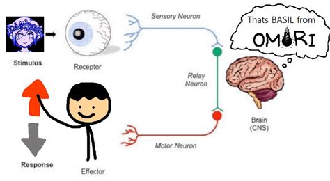 Brain Sensory Meme Rmemetemplatesofficial