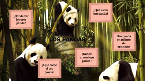 Los Pandas By Adriana Elvira Alvarez Rojas On Prezi