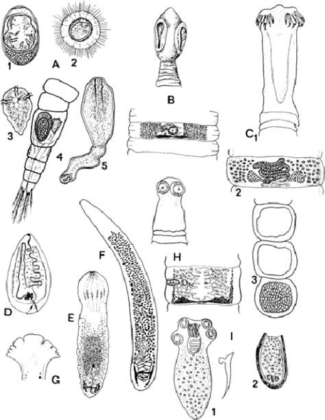 Figure 1 from Trematoda, Tape Worms: Infections by Larval and Other ...