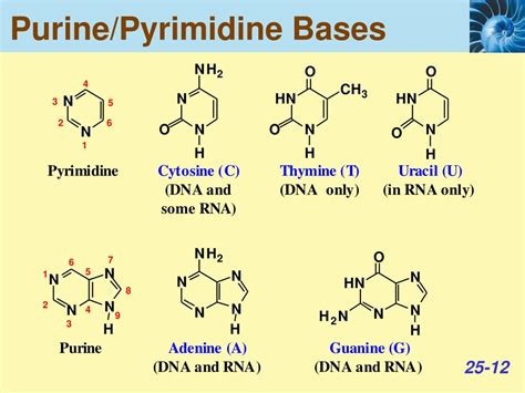 PPT - DNA Replication, Transcription and Translation PowerPoint ...