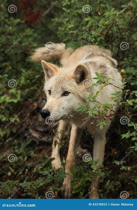 Golden Brown Wolf