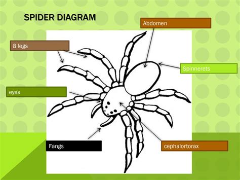 Spider Life Cycle Diagram