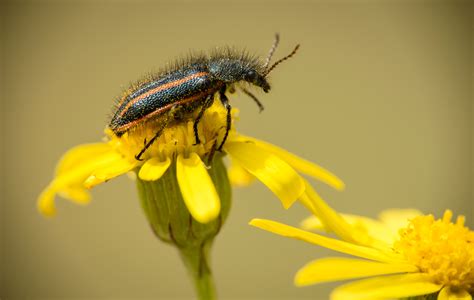 Free Images Nature Flower Petal Fly Wildlife Pollen Bug Botany