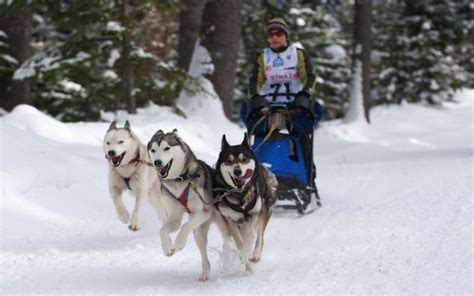 How Big Is A Sled Dog: Unraveling The Canine Dimensions