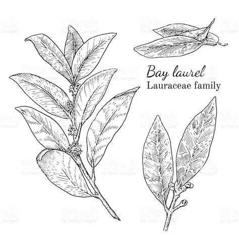 Laurel Leaf Drawing at PaintingValley.com | Explore collection of ...