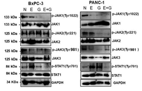 Phospho Stat1 Tyr701 Antibody Affinity Biosciences Ltd亲科生物官网