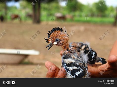 Baby Common Hoopoe Image & Photo (Free Trial) | Bigstock