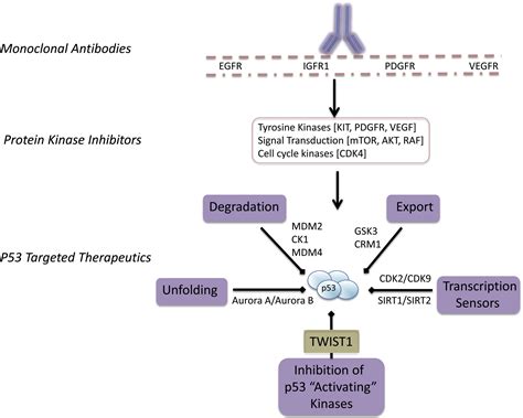 Strategies For P Reactivation In Human Sarcoma Cancer Cell