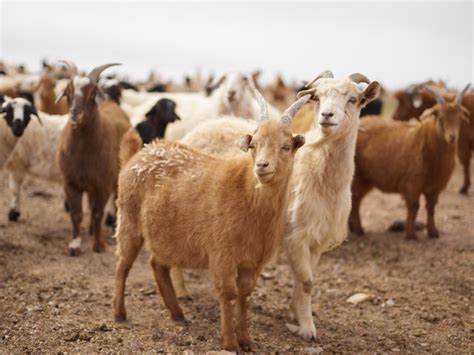 Syarat Umur Minimal Kambing Bisa Untuk Kurban Di Idul Adha Kumparan