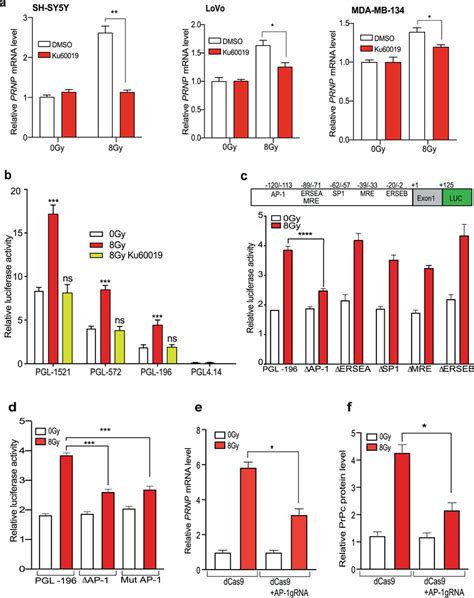 An Ap Binding Site In The Prnp Promoter Is Necessary To Mediate Prnp