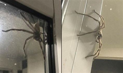 Australian Giant Spider