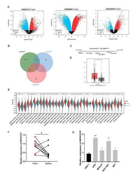 Human Gastric Cell Lines Atcc Bioz