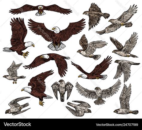 Birds Of Prey Predatory Eagle And Hawk Falcons Vector Image