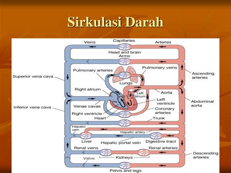 Solution Fisiologi Siklus Jantung Studypool