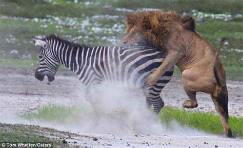 Like Alex in Madagascar, the lion lunges at the zebra, hunger fueling its speed. But the zebra ...