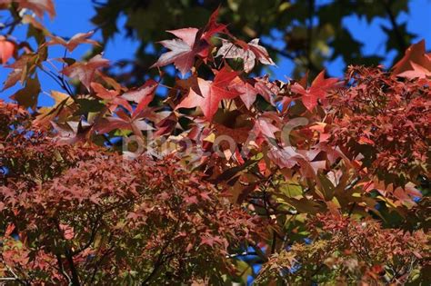 モミジバフウとイロハモミジの紅葉 No 25522472｜写真素材なら「写真ac」無料（フリー）ダウンロードok