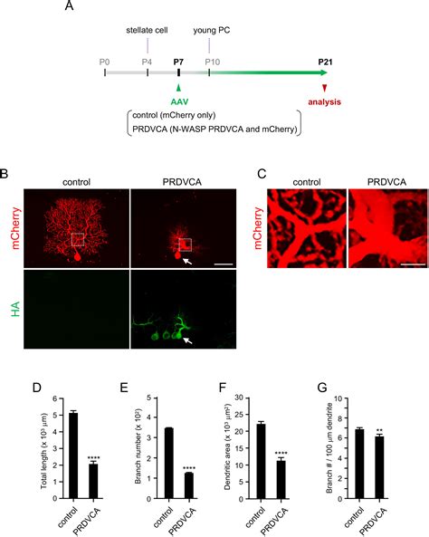 N Wasp Arp23 Signaling Controls Multiple Steps Of Dendrite Maturation In Purkinje Cells In Vivo