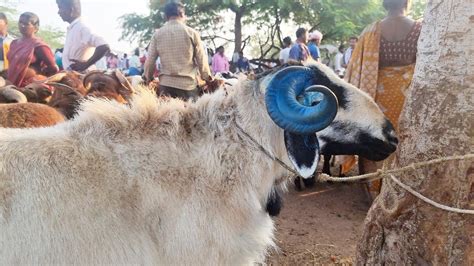 Biggest Sheep Market In India Nellore Judipi Sheep Videos Sheep Market