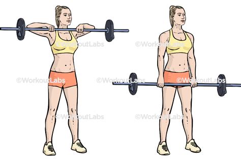 Upright Barbell Rows Workoutlabs Exercise Guide