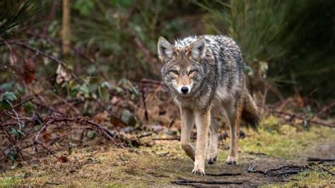 La Flora Y Fauna De Chihuahua Riqueza Natural De Chihuahua