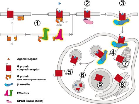 Gpcr Signalling At The Plasma Membrane And In Intracellular