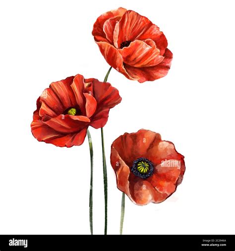 Red Poppy Flower Art Illustration Painted With Watercolors Isolated On White Background Stock