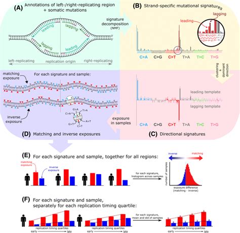 Mutational Signature Distribution Varies With Dna Replication Timing