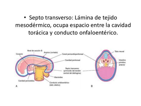 División De La Cavidad Corporal Embrionaria