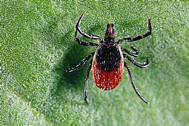 Zecke Bild bestellen - Naturbilder bei Wildlife Media
