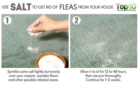 Get Rid Of Fleas In House With Hardwood Floors | Viewfloor.co