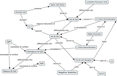Stoichiometry Concept Map
