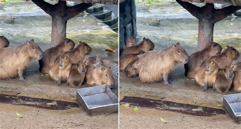 All Looks Normal In This Zoo Negara Enclosure Until A Guy Spots