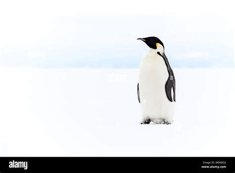 Emperor Penguin Antarctica Hi Res Stock Photography And Images Alamy