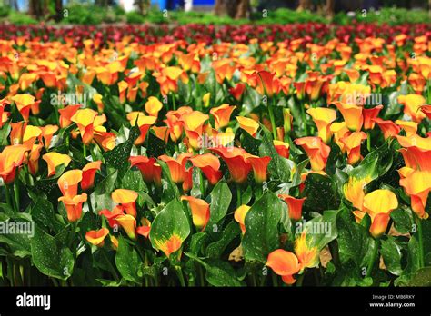 Calla Lily Fieldbeautiful Landscape Of Yellow With Red Flowers Of
