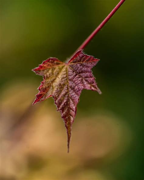 Uday Veeru On Instagram Postcards From Maredumilli Sonyalpha