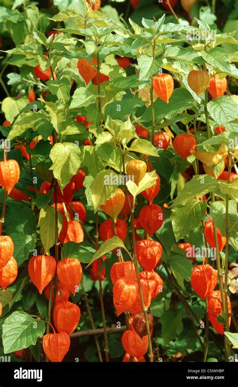 Chinese Lantern Plant Chinese Lantern Japanese Lantern Winter Cherry