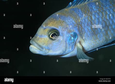 Pseudotropheus Elongatus Gold Malawi Lake Cichlid Africa Stock Photo