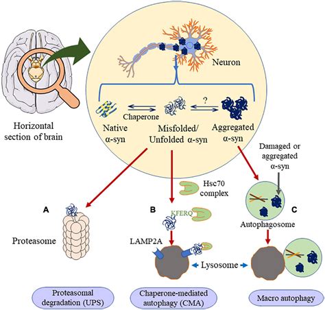 Frontiers Janus Faced α Synuclein Role in Parkinsons Disease