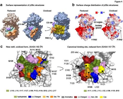 Structural Properties Of The Canonical Binding Site And The New Cleft