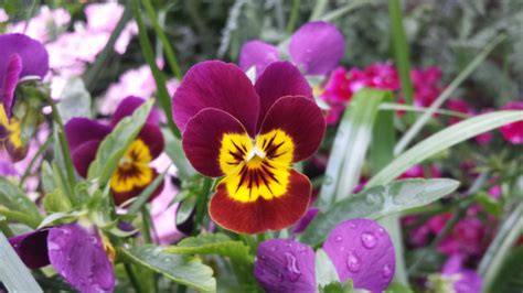 Bildet natur blomstre anlegg blomst petal rød insekt botanikk